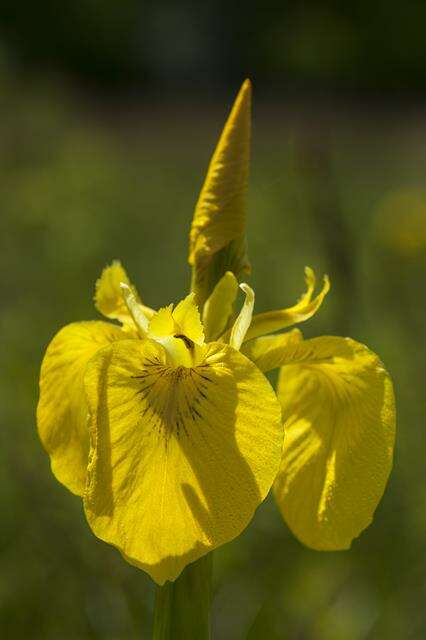 Image of iris