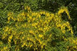 Image of Common Laburnum