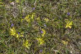 Image of Butterworts