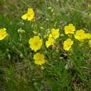 Image of Helianthemum nummularium subsp. obscurum (Celak.) J. Holub