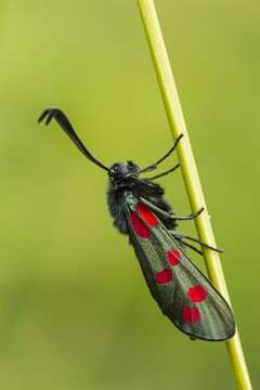 Image of burnet and forester moths