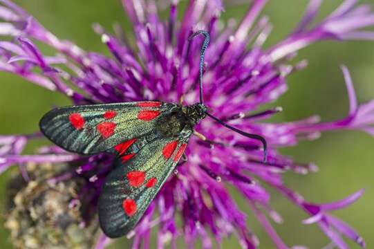 Image of burnet and forester moths