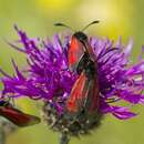 Plancia ëd Zygaena purpuralis Brünnich 1763