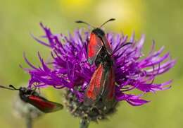 Plancia ëd Zygaena purpuralis Brünnich 1763