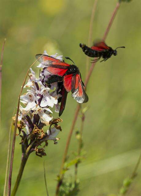 Plancia ëd Zygaena purpuralis Brünnich 1763