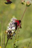 Image of Zygaena purpuralis Brünnich 1763