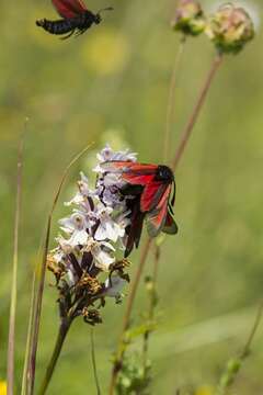 Plancia ëd Zygaena purpuralis Brünnich 1763