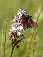 Plancia ëd Zygaena purpuralis Brünnich 1763