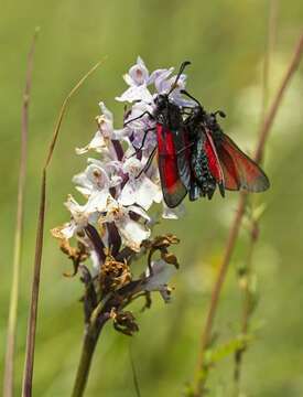 Image of Zygaena purpuralis Brünnich 1763