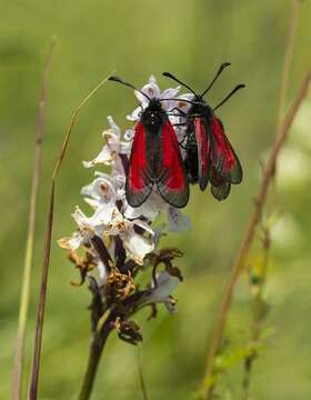 Plancia ëd Zygaena purpuralis Brünnich 1763