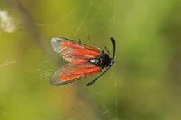 Plancia ëd Zygaena purpuralis Brünnich 1763