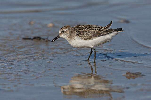 Image of Calidris Merrem 1804