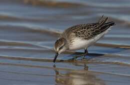 Image of Calidris Merrem 1804