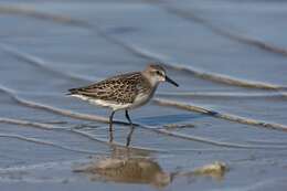 Image of Calidris Merrem 1804