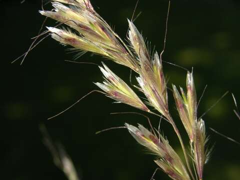 Helictochloa resmi