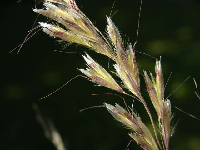 Image of Helictochloa