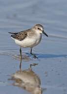 Image of Calidris Merrem 1804