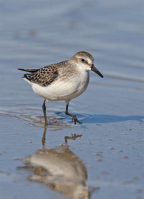 Image of Calidris Merrem 1804