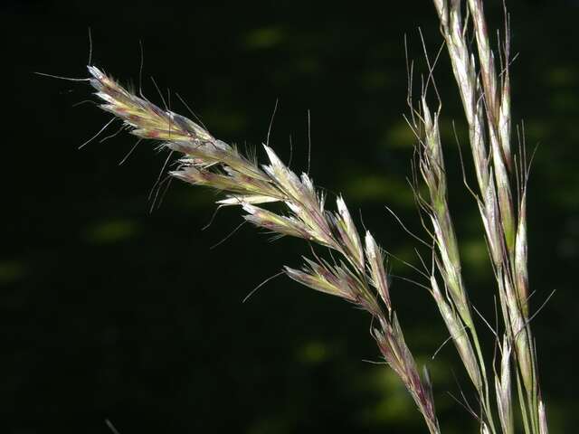 Image of Helictochloa