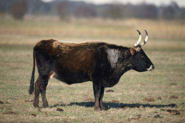 Image of Bos taurus primigenius Bojanus 1827