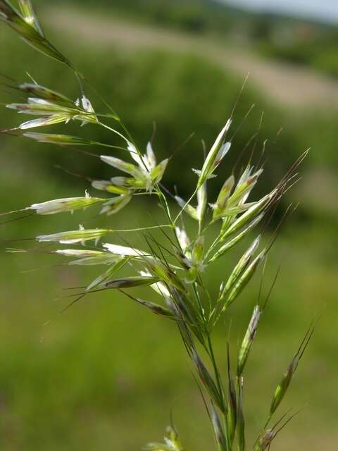 Image of oatgrass