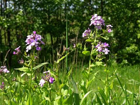 Слика од Hesperis