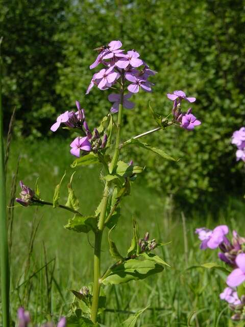 Слика од Hesperis