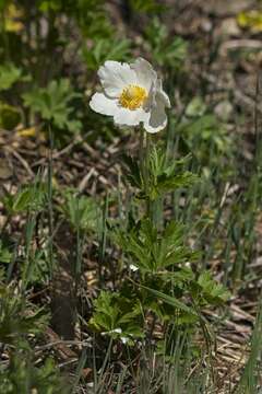 Image of anemone