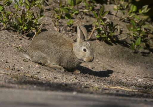 Image of European Rabbits