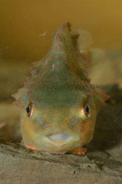 Image of lumpfishes