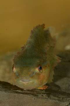 صورة Cyclopterus