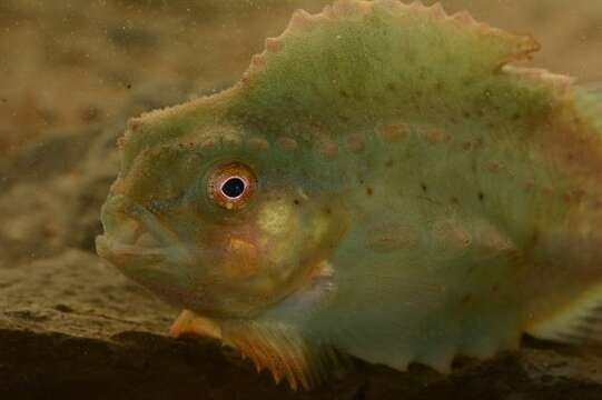 صورة Cyclopterus