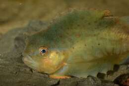 Image of lumpfishes