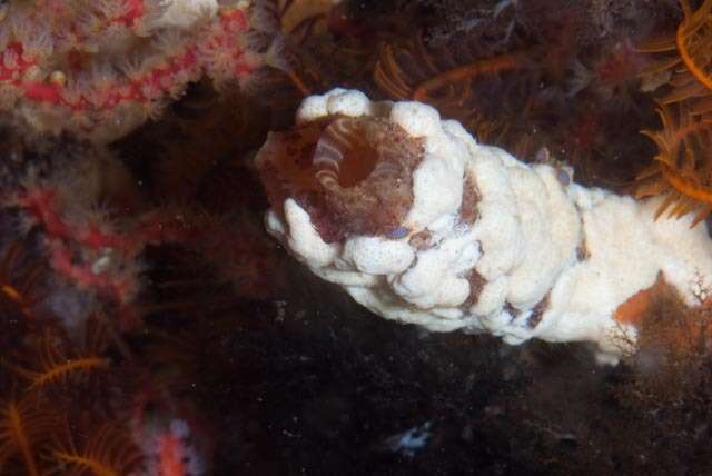 Image of angular ascidian