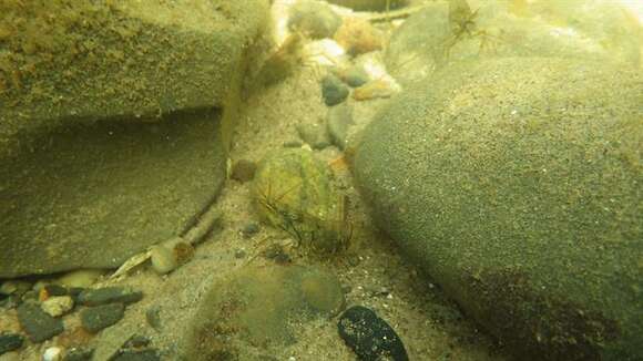 Image of coral shrimp