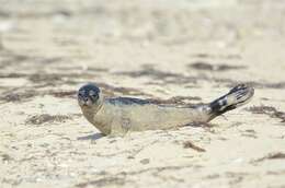 Image of Mediterranean Monk Seal