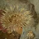 Image of elegant anemone