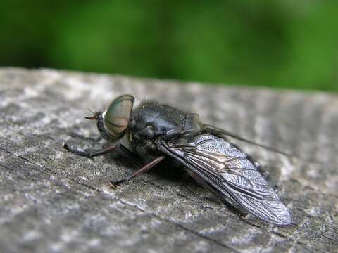 Image of Hybomitra ciureai (Seguy 1937)