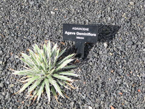 Agave geminiflora (Tagl.) Ker Gawl. resmi