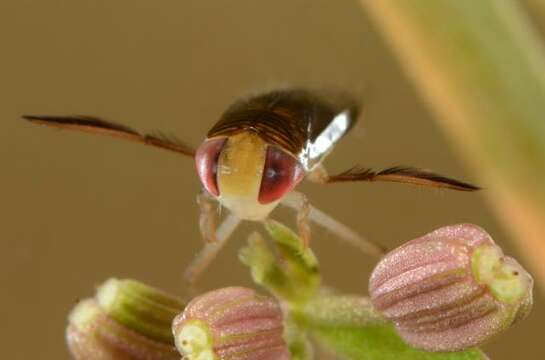 Image of <i>Hesperocorixa castanea</i>