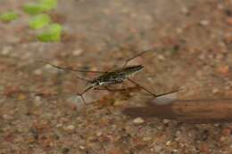 Image of Pond Skate