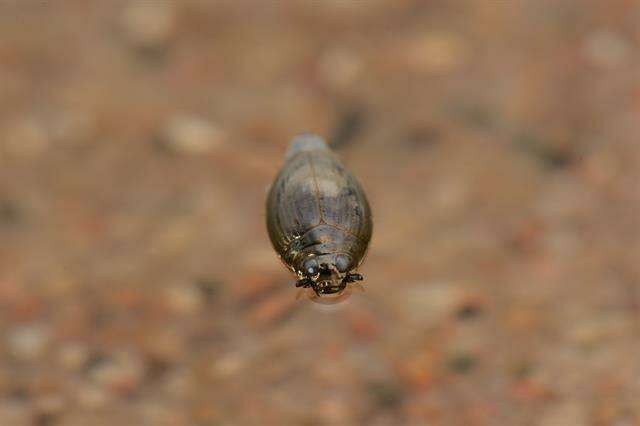 <i>Gyrinus substriatus</i>的圖片