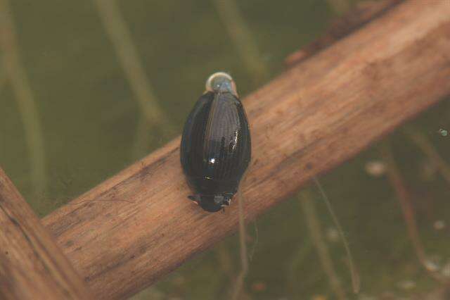 <i>Gyrinus substriatus</i>的圖片