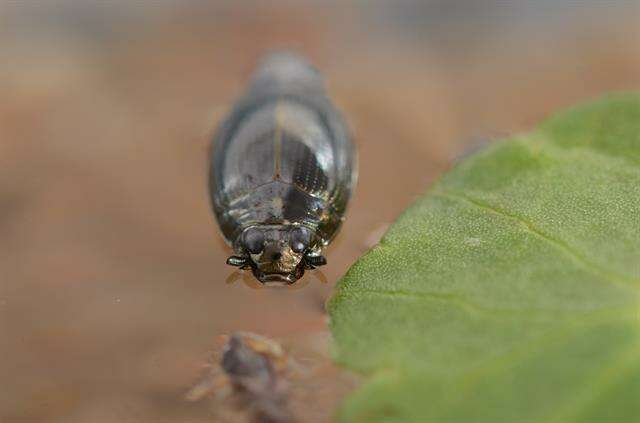 <i>Gyrinus substriatus</i>的圖片