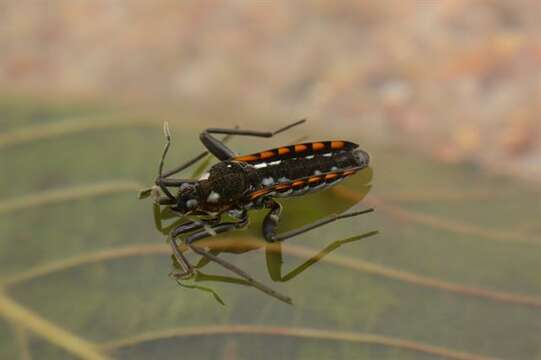 Image of water cricket