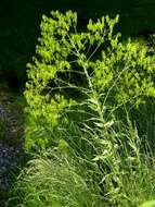 Image of woad