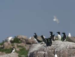 Image of Lesser auk