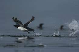 Image of Lesser auk