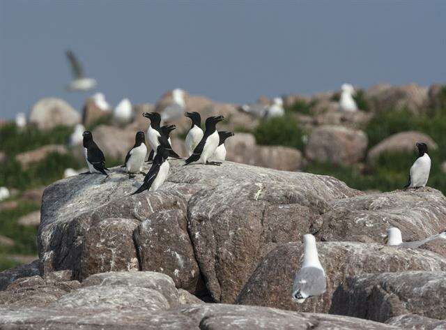 Image of Lesser auk