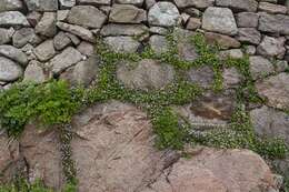 Image of Ivy-leaved Toadflax